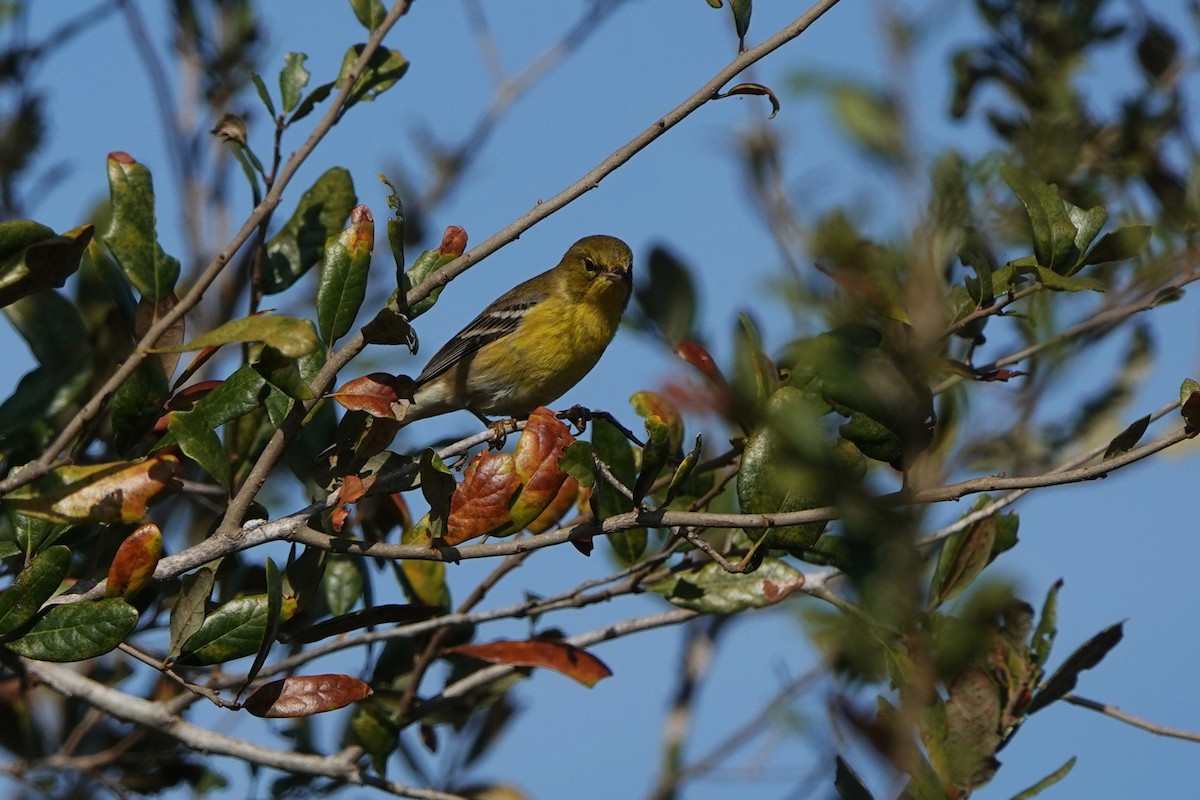 Pine Warbler - ML645814006