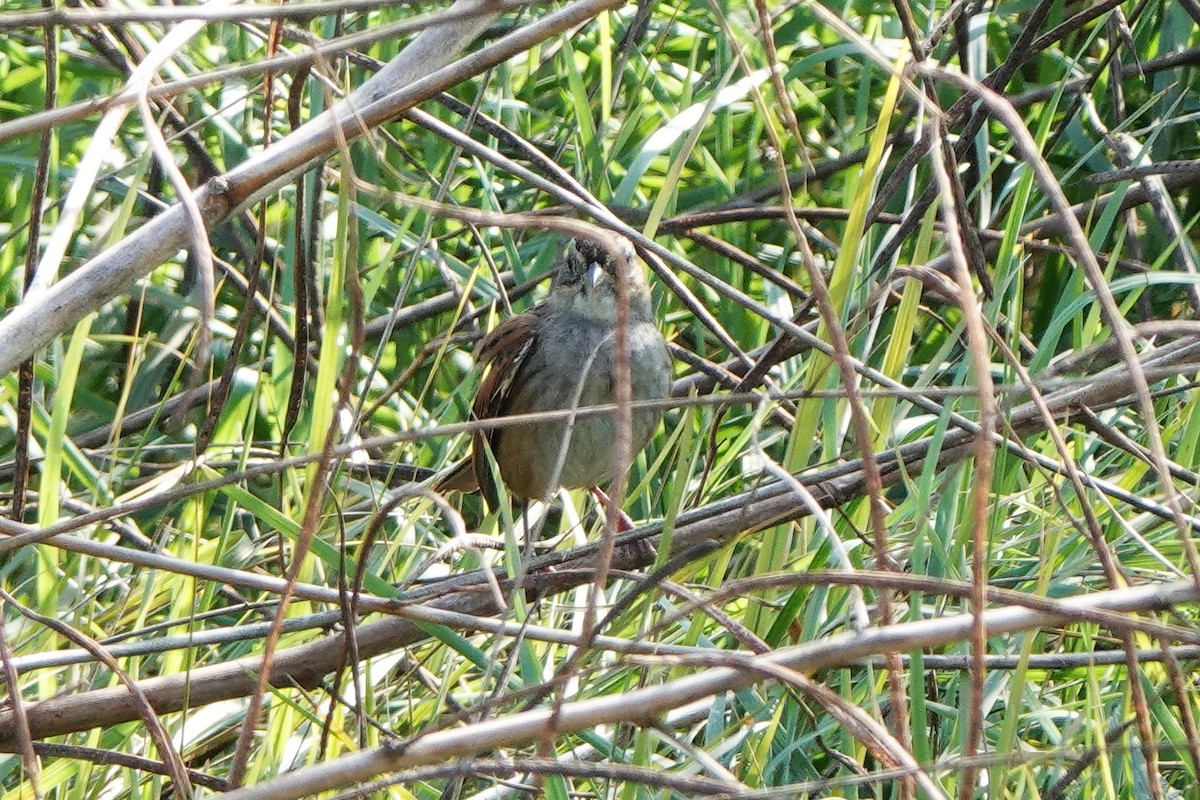 Bruant des marais - ML645814013