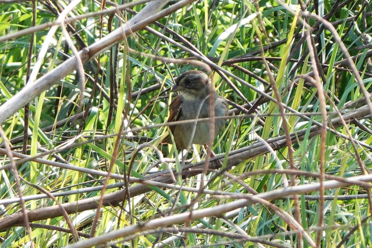 Bruant des marais - ML645814014