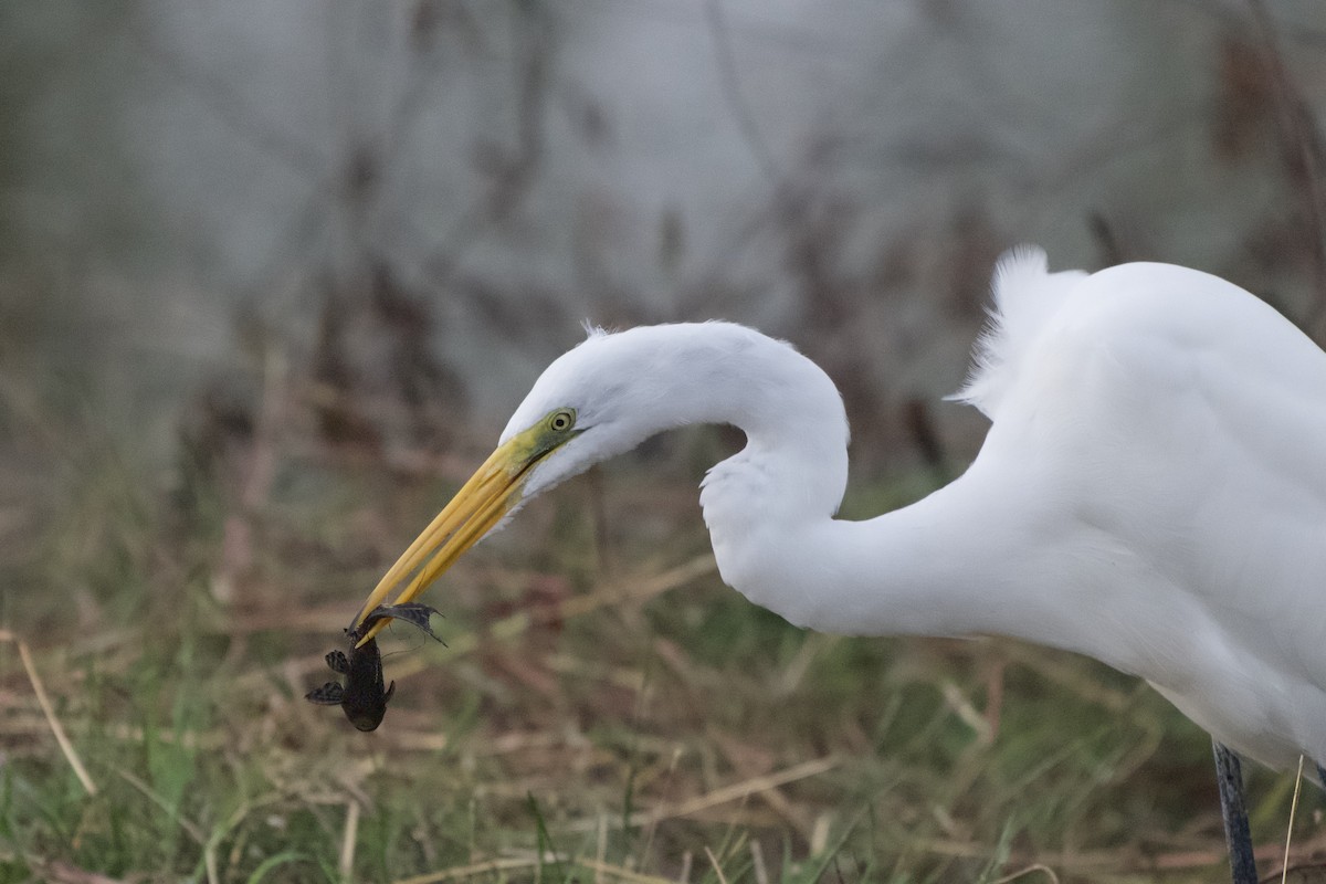 Koartza zuria - ML645814023