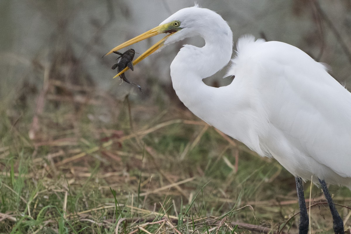 Koartza zuria - ML645814025