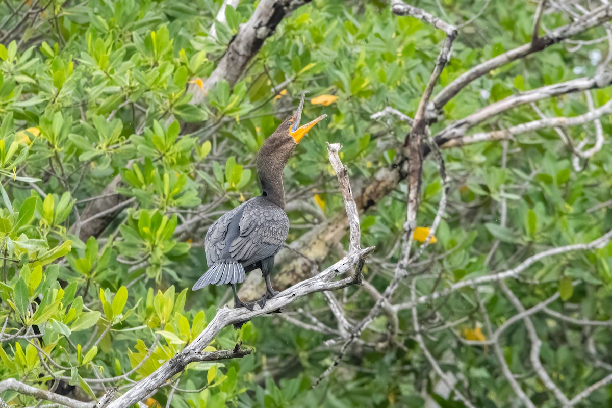 Double-crested Cormorant - ML645814027