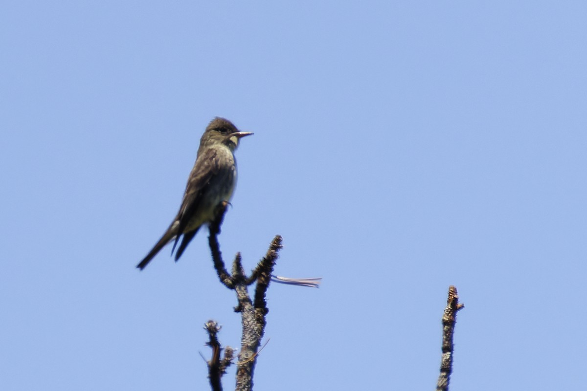 Olive-sided Flycatcher - ML645814030