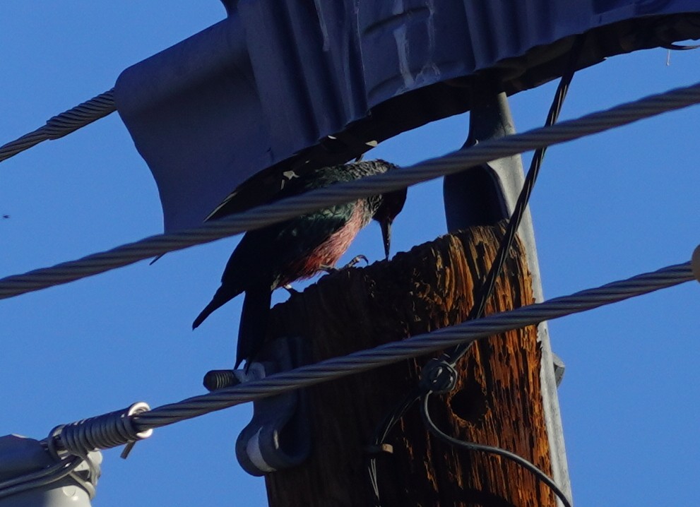 Blutgesichtspecht - ML645814033