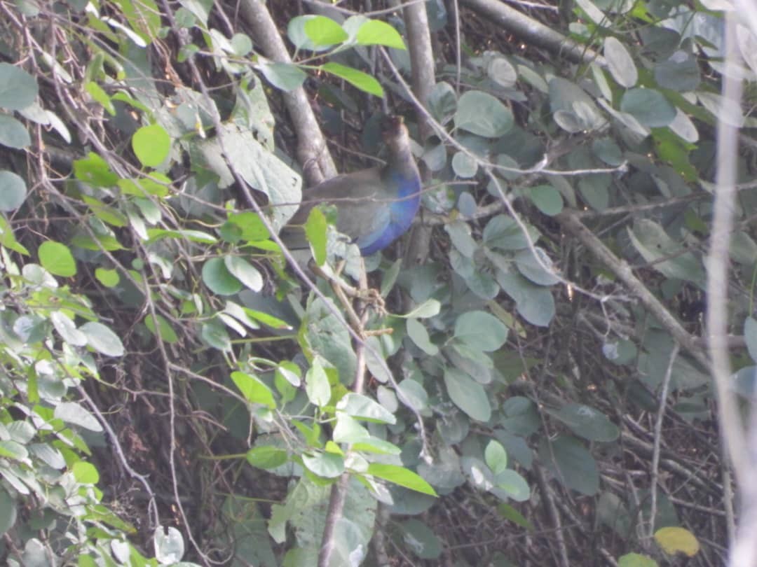 Малая султанка - ML645814035