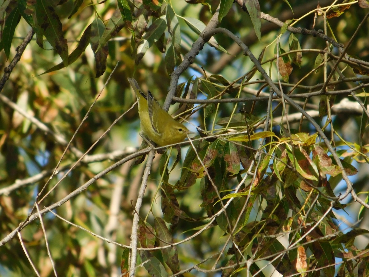 Tennesse Ötleğeni - ML645814036