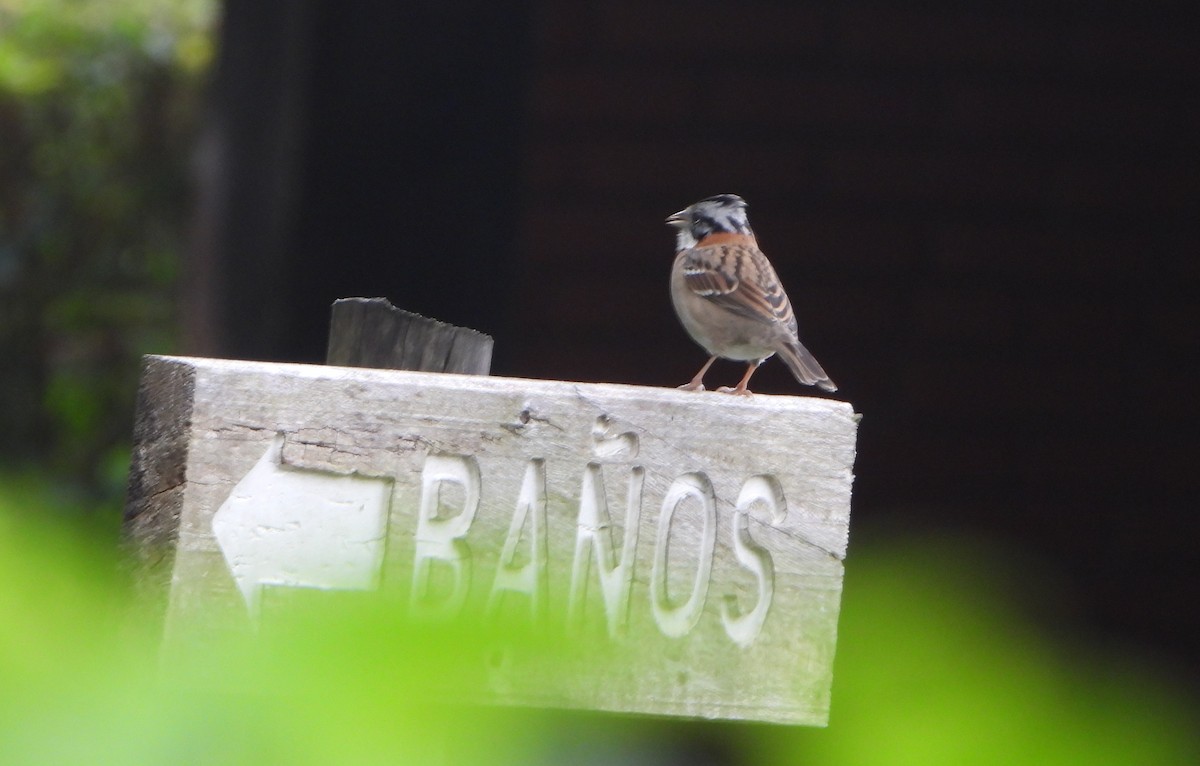 Morgenammer - ML645814047