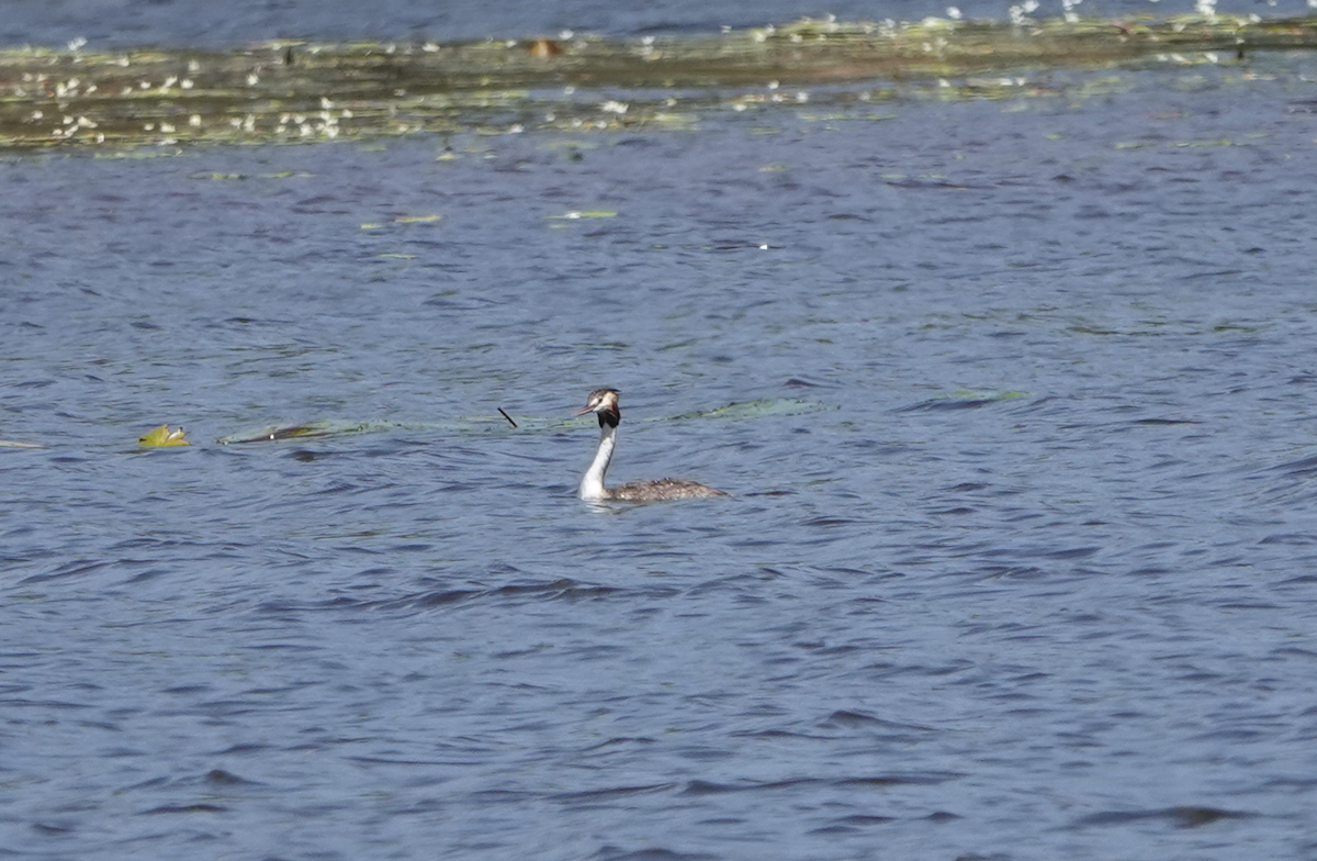 Great Crested Grebe - ML645814048
