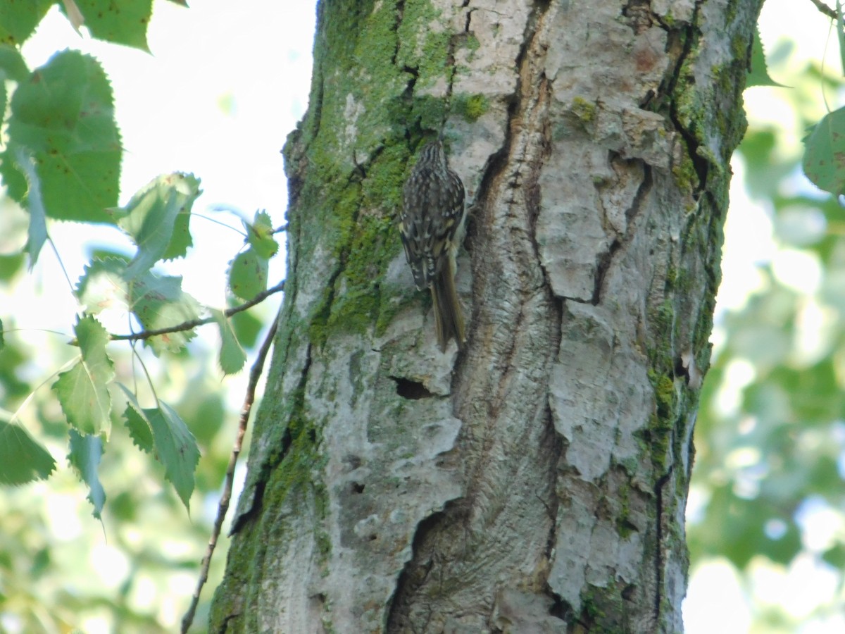 Brown Creeper - ML645814049