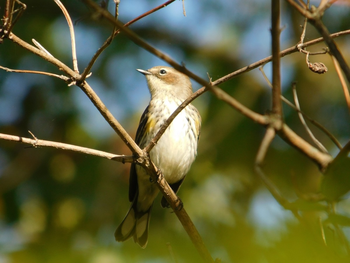 Yellow-rumped Warbler - ML645814054