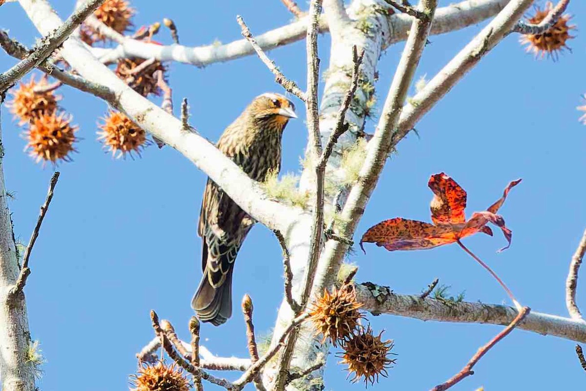 Red-winged Blackbird - ML645814061
