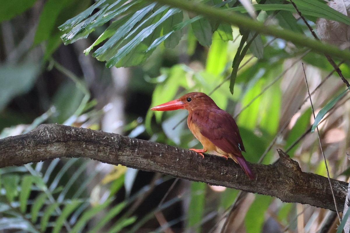 Альціон вогнистий - ML645814088
