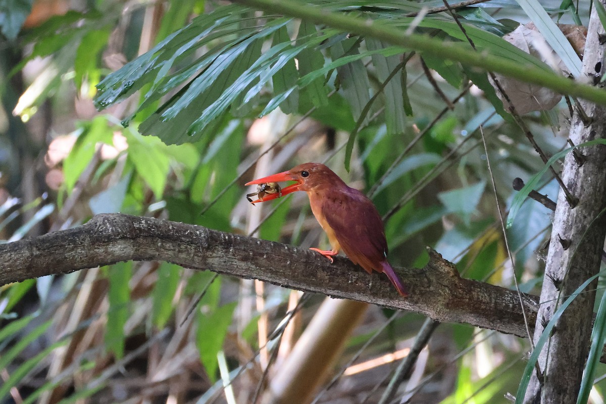 Альціон вогнистий - ML645814089