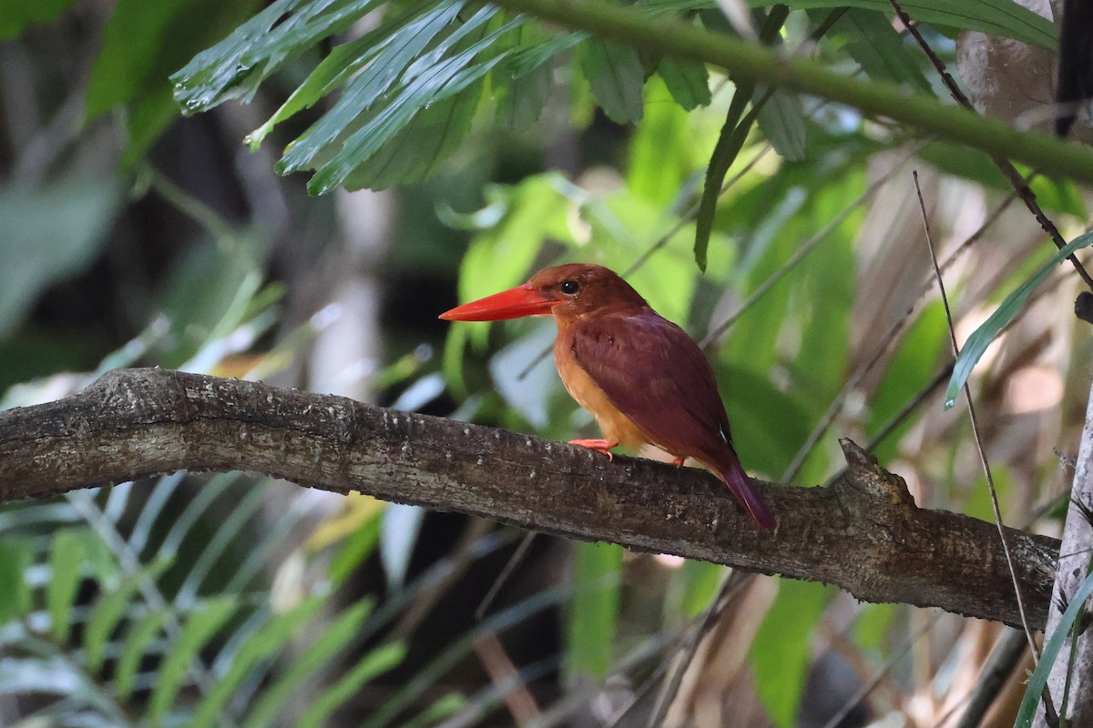 Альціон вогнистий - ML645814090