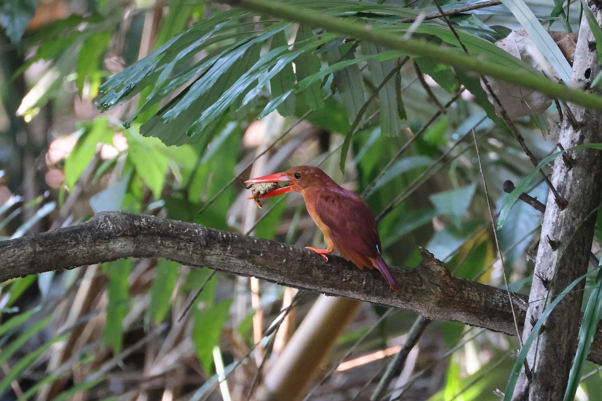 Альціон вогнистий - ML645814091