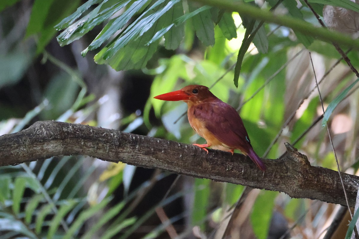 Альціон вогнистий - ML645814092