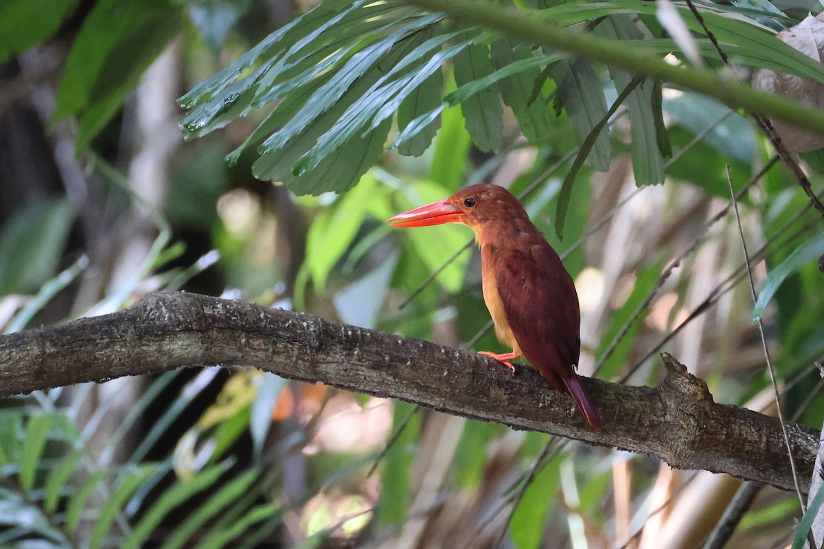Альціон вогнистий - ML645814093