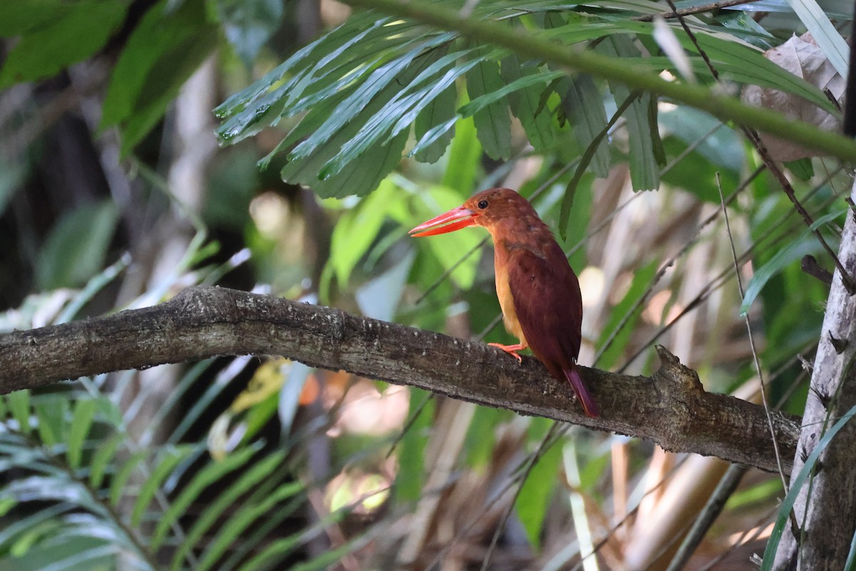 Альціон вогнистий - ML645814094