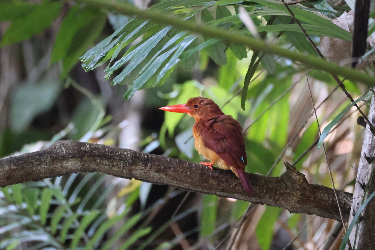 Альціон вогнистий - ML645814095