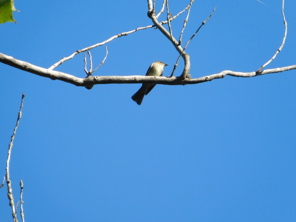 Eastern Phoebe - ML645814097