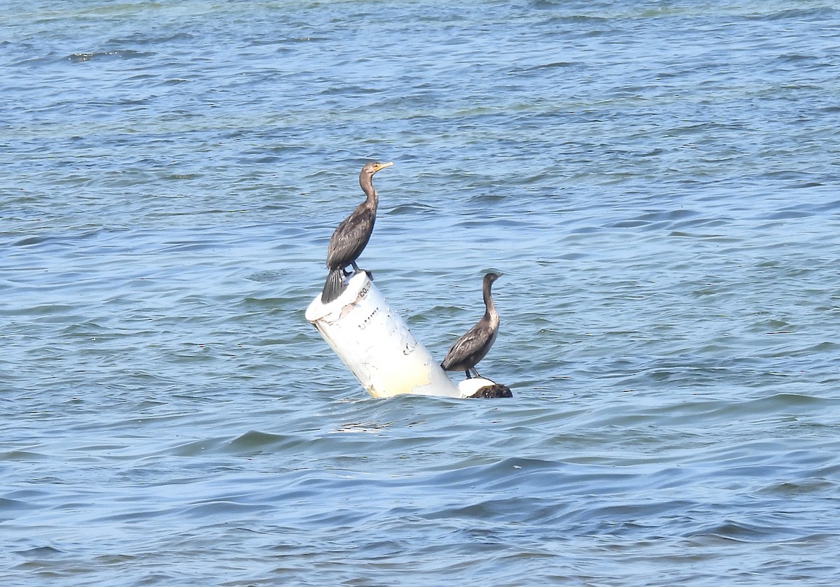 Double-crested Cormorant - ML645814098