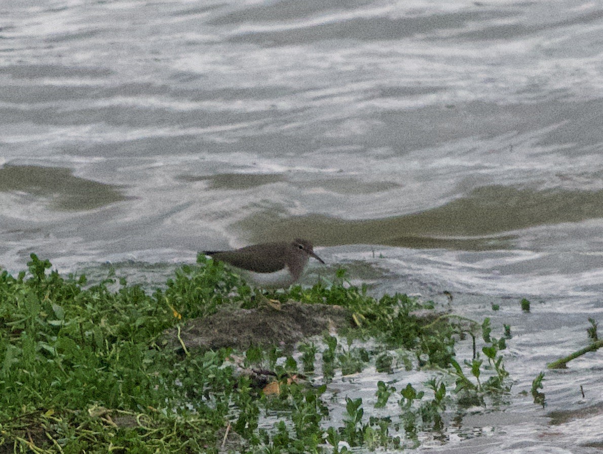 Benekli Düdükçün - ML645814100