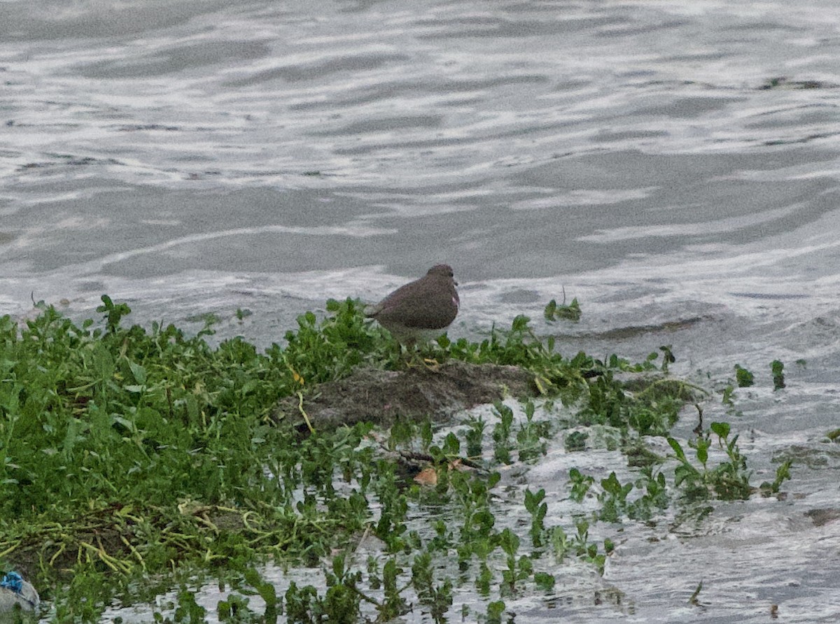 Benekli Düdükçün - ML645814101