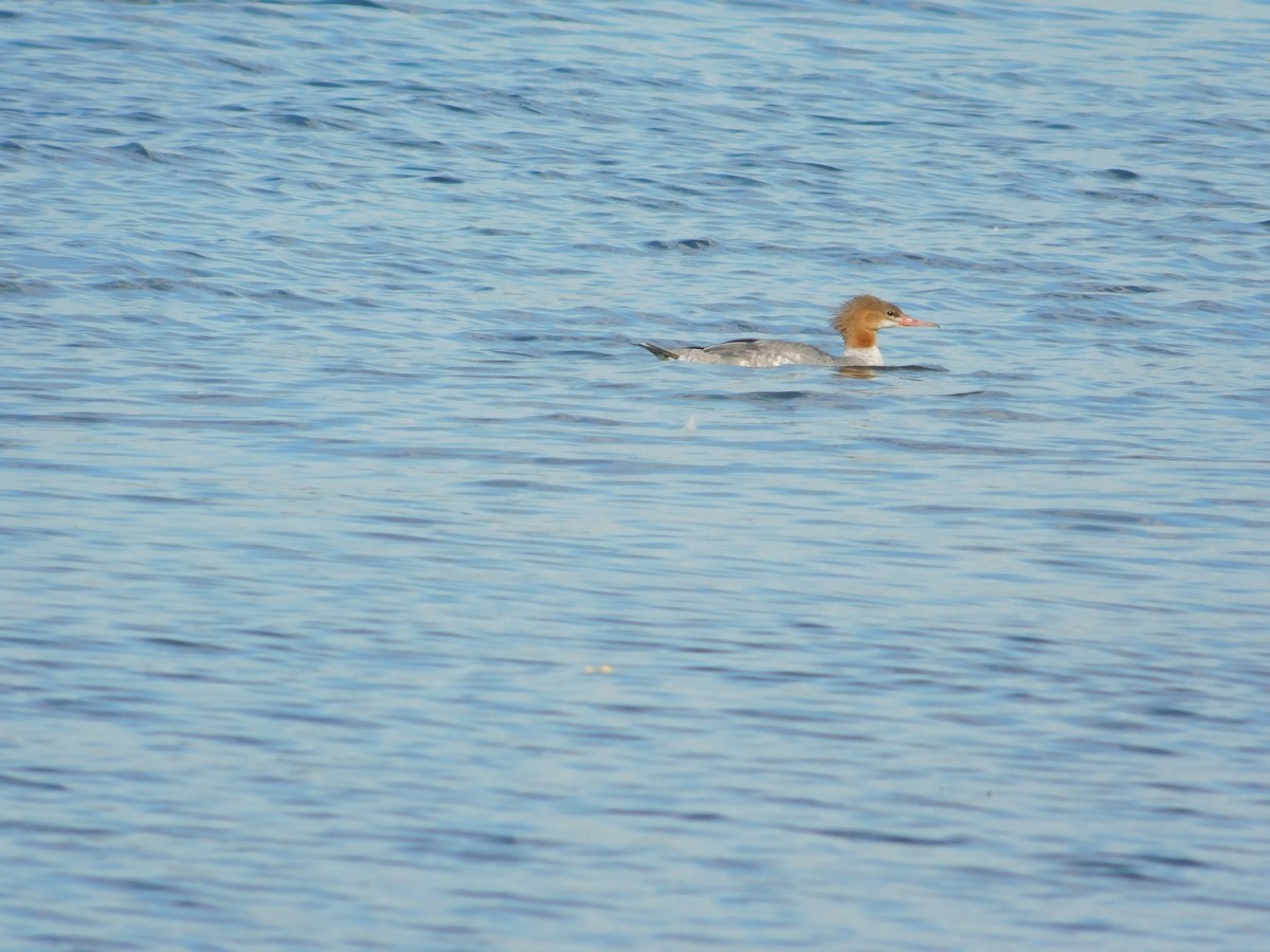 Common Merganser - ML645814102