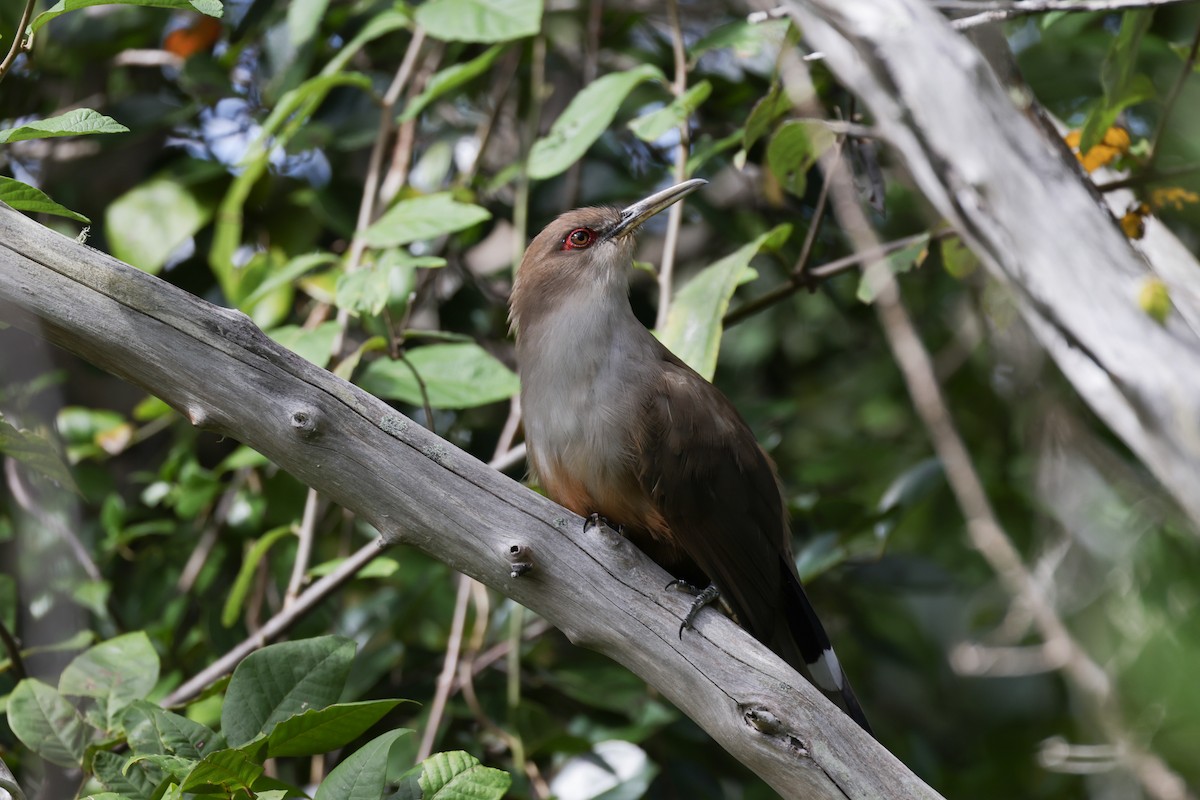 Puerto Rican Lizard-Cuckoo - ML645814104
