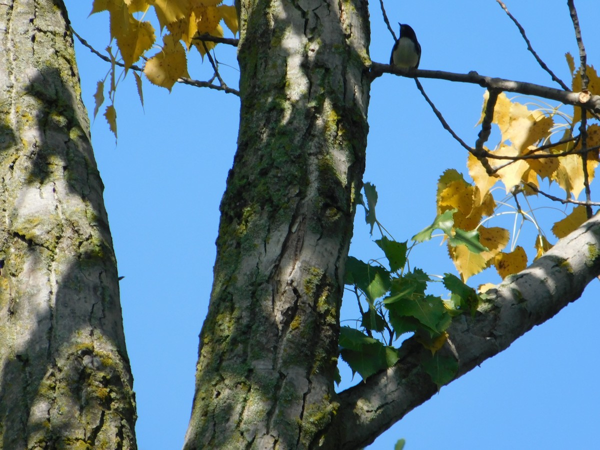 Black-throated Blue Warbler - ML645814107