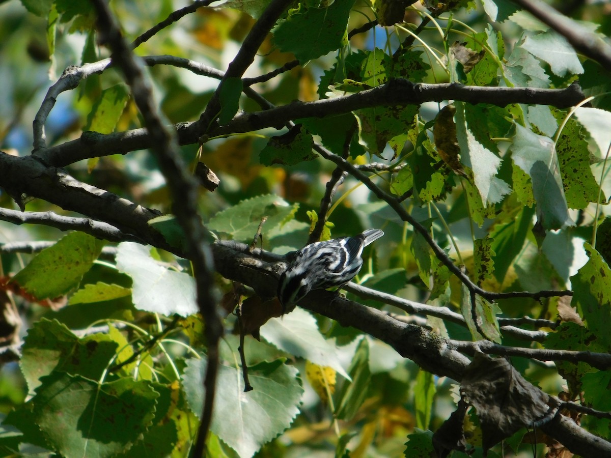 Black-and-white Warbler - ML645814114