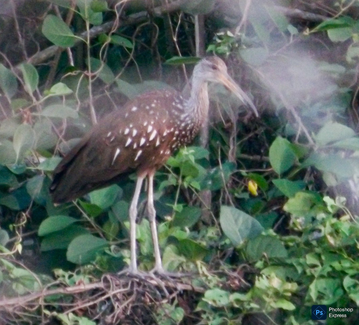 Limpkin - ML645814115