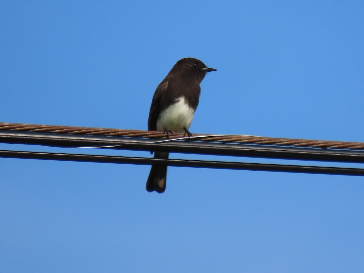 Феб чорний - ML645814117