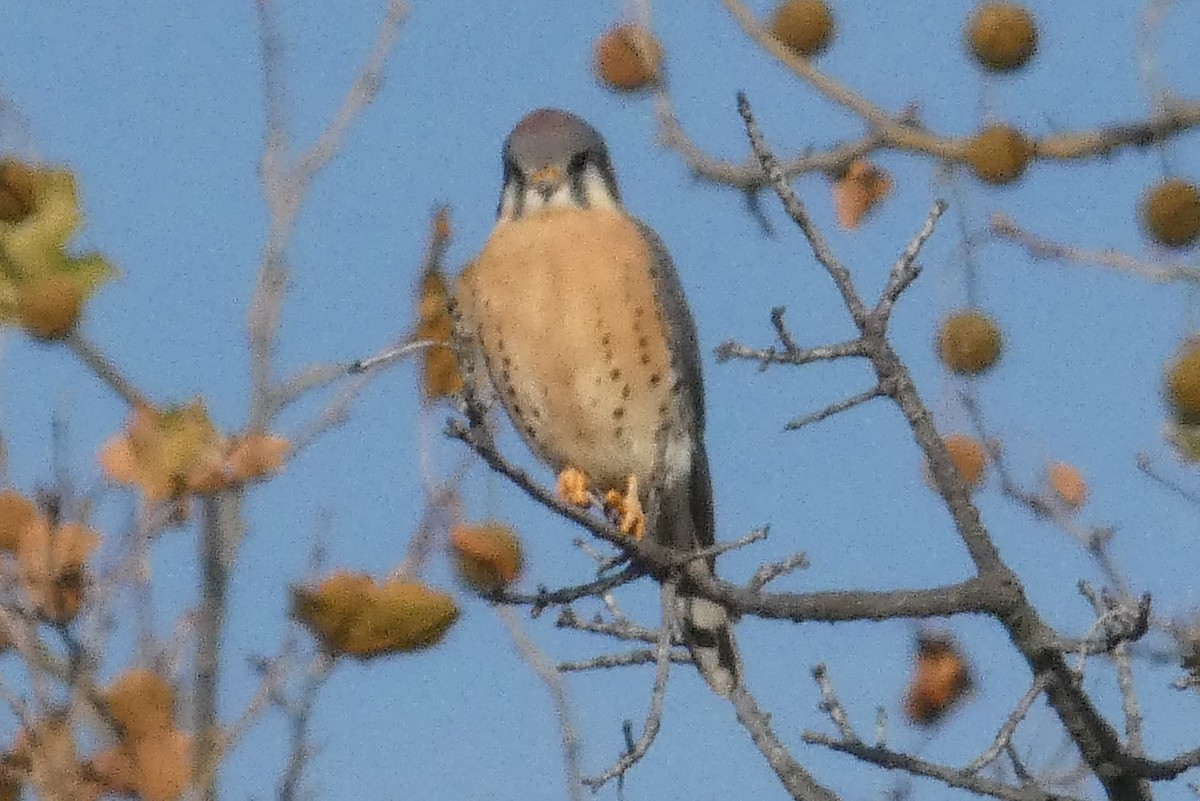 Боривітер американський - ML645814118