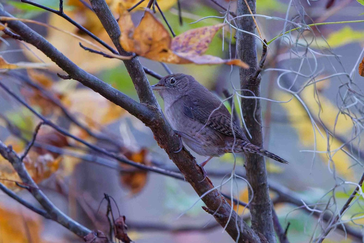 Northern House Wren - ML645814119