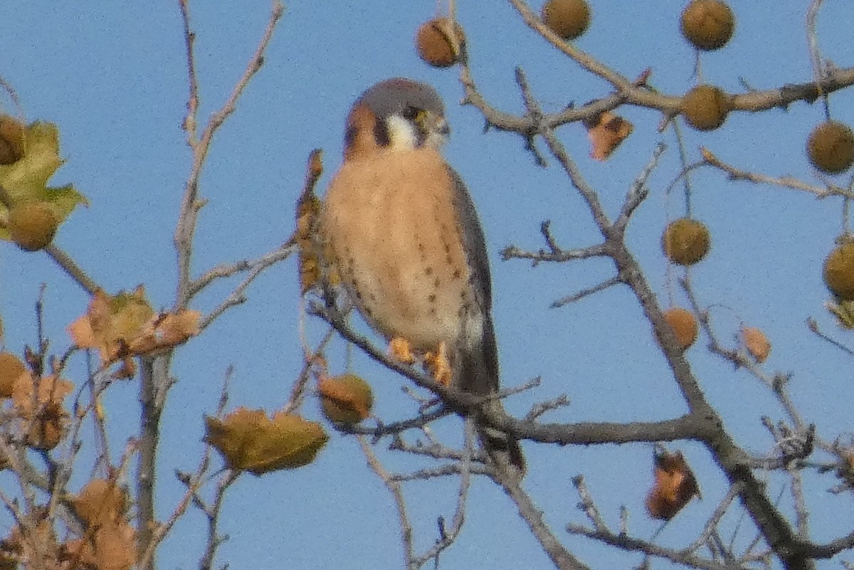 Боривітер американський - ML645814120