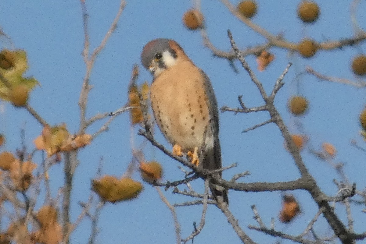 Боривітер американський - ML645814121