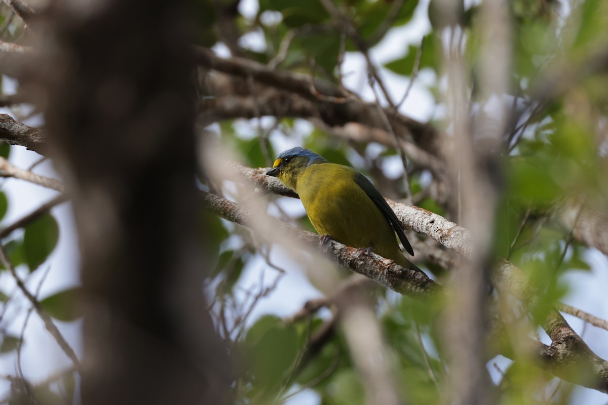 Puerto Rican Euphonia - ML645814122