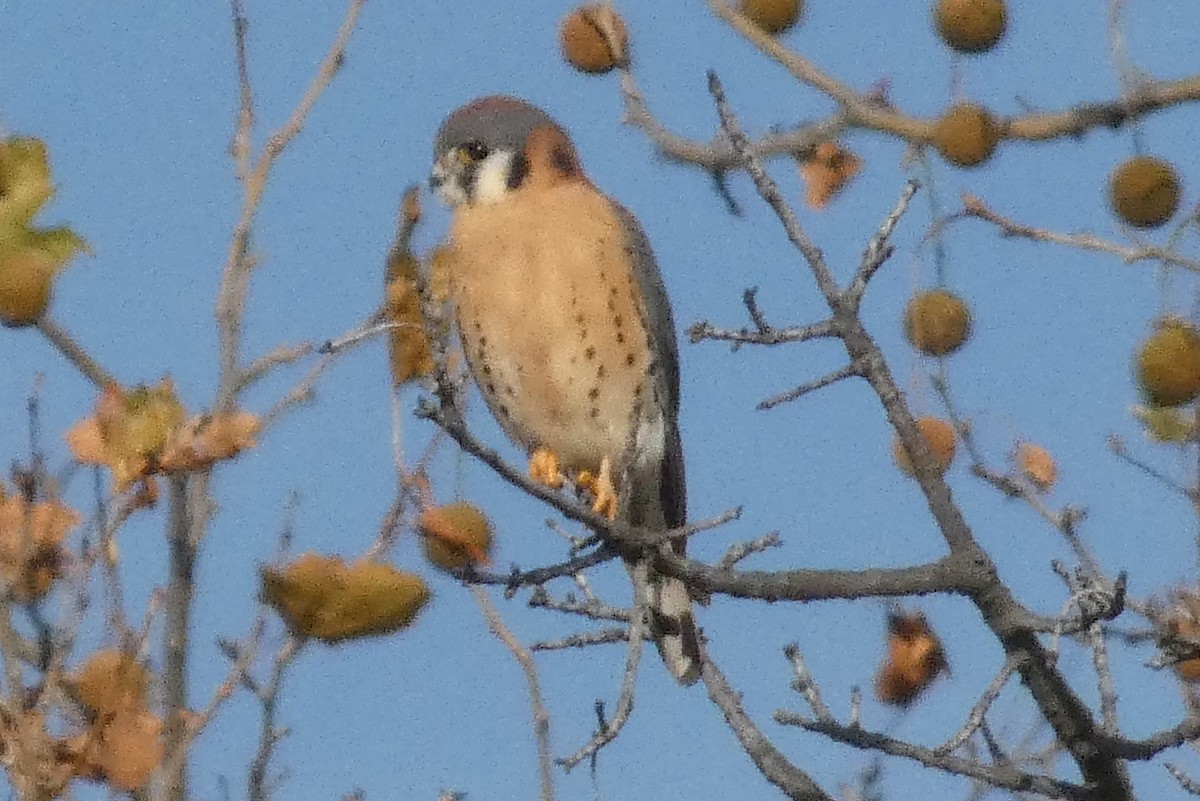 Боривітер американський - ML645814123