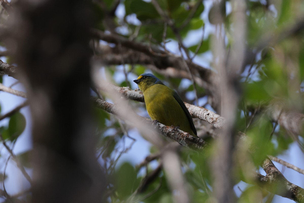 Puerto Rican Euphonia - ML645814124