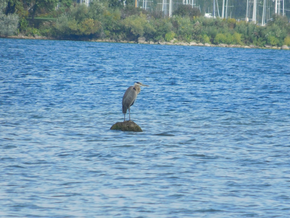 Чапля північна - ML645814125