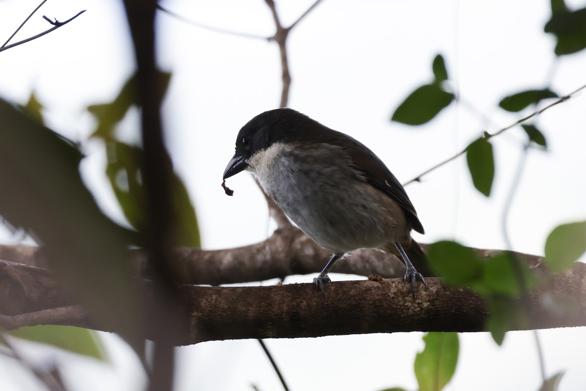 Пуерторичник - ML645814126