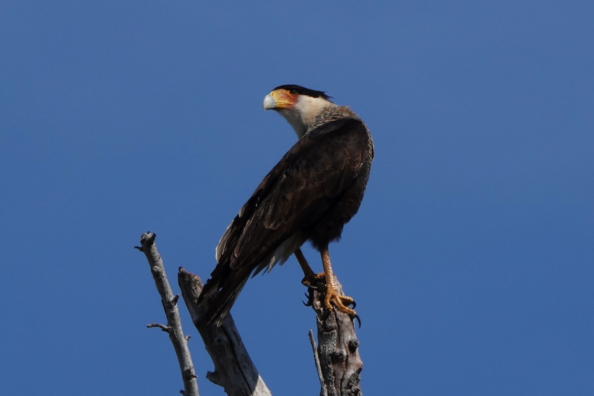 Каракара аргентинська - ML645814127