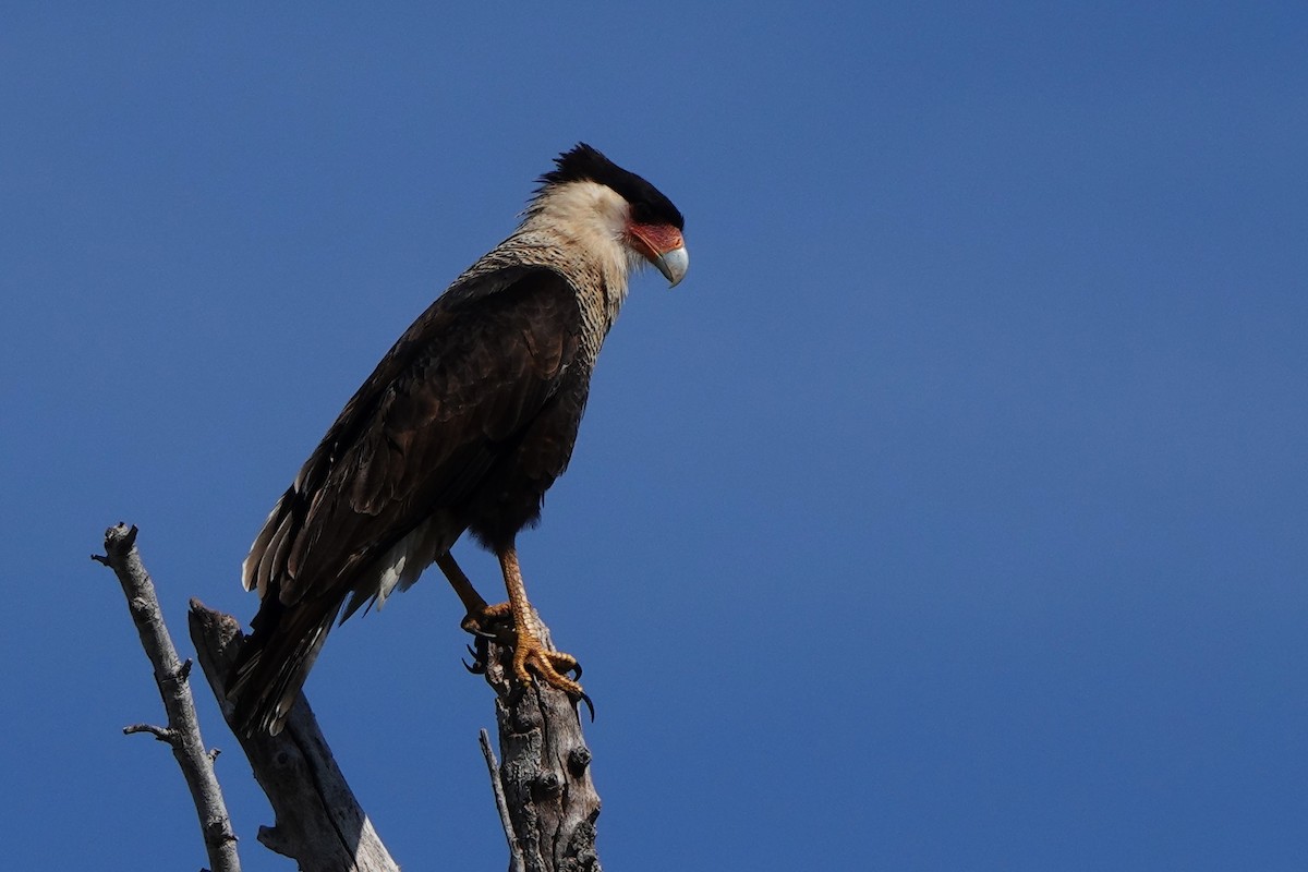 Каракара аргентинська - ML645814128