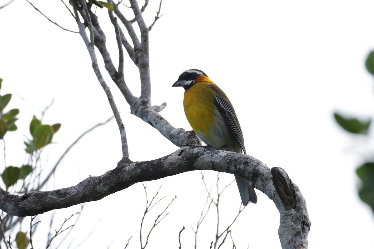 Зена пуерто-риканська - ML645814129