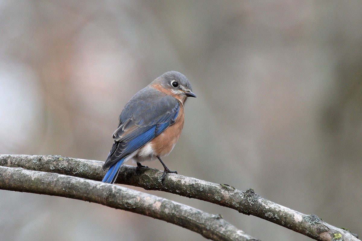 Блакитник східний - ML645814130