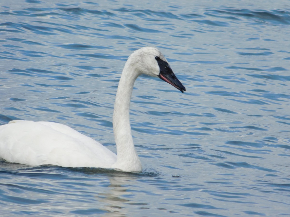 Лебідь-трубач - ML645814131