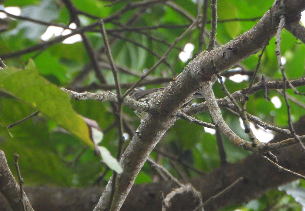 Смугастоволець річковий - ML645814132