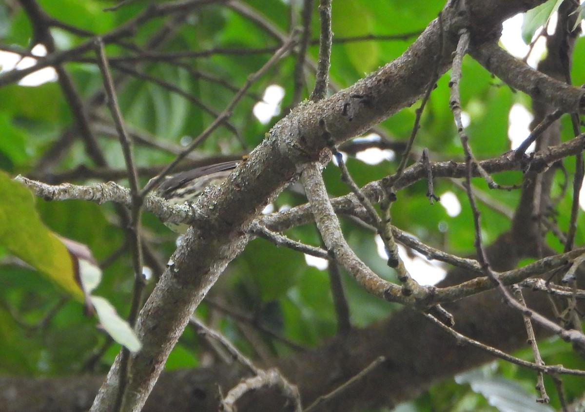 Смугастоволець річковий - ML645814133