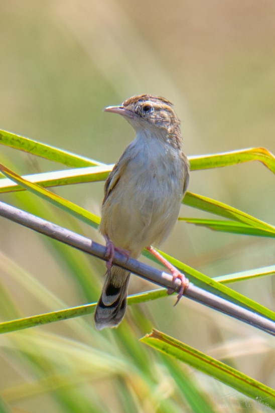 Таміка віялохвоста - ML645814134